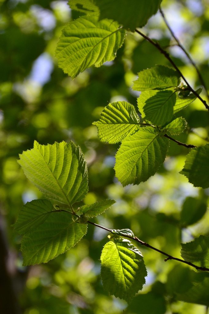 hazel, branch, leaves, foliage, greenery, hazel tree, bush, spring, light, sunlight, plant, tree, nature, closeup, hazel, hazel, hazel tree, hazel tree, hazel tree, hazel tree, hazel tree